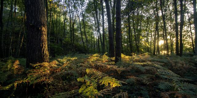 Saint-Amand-les-Eaux _Parc naturel régional Scarpe-Escaut _ La mare à Goriaux © CRTC Hauts-de-France - Sébastien Jarry