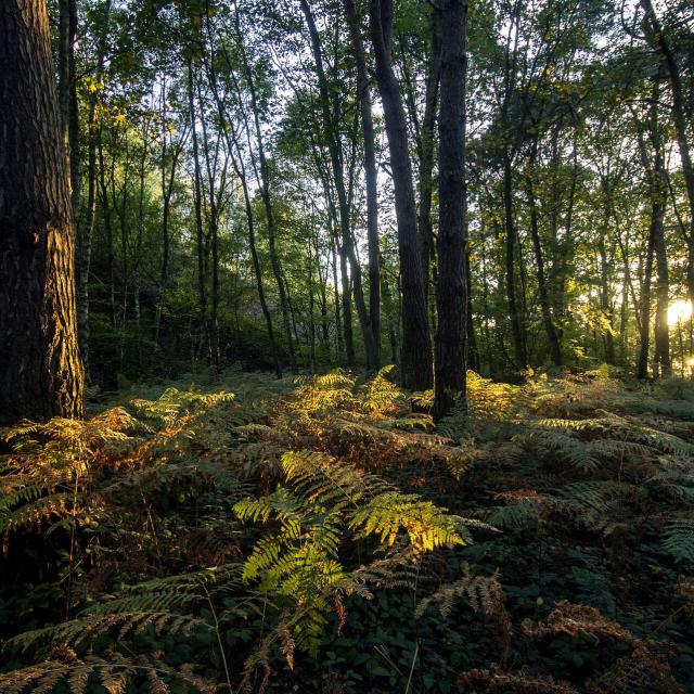 Saint-Amand-les-Eaux _Parc naturel régional Scarpe-Escaut _ La mare à Goriaux © CRTC Hauts-de-France - Sébastien Jarry