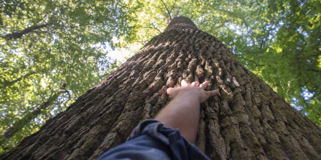 Forêt de Compiègne _ Promenade en Forêt de Compiègne © CRTC Hauts-de-France - Nicolas Bryant