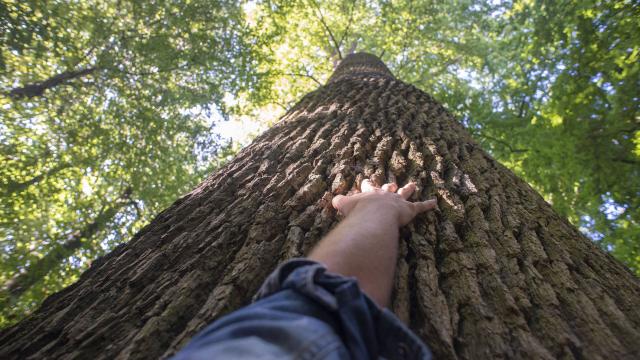 Forêt de Compiègne _ Promenade en Forêt de Compiègne © CRTC Hauts-de-France - Nicolas Bryant