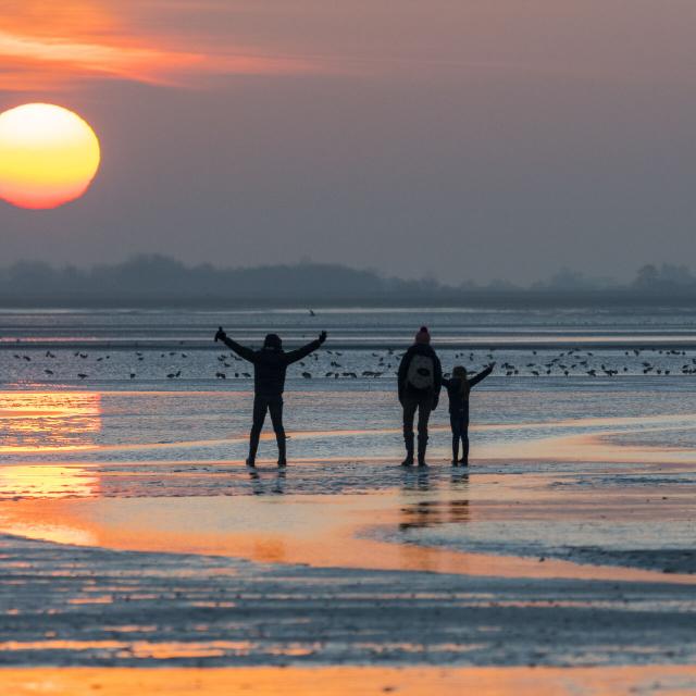 Saison : Hiver - Lieu :  Le Crotoy, Baie de Somme, Côte Picarde, Somme, Picardie, Hauts-de-France, France