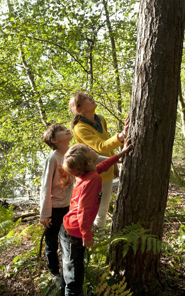 Raismes _ Forêt Saint Amand Wallers © CRTC Hauts-de-France - Sébastien Jarry