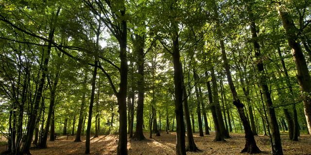 Northern France _ Raismes _ Saint Amand Forest © CRTC Hauts-de-France - Sébastien Jarry