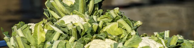 Blumenkohl aus dem Moor von Saint-Omer, Nordfrankreich. Copyright: CRTC Hauts-de-France - Philippe Hudelle