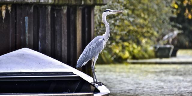 Northern France _ Saint Omer _ Marais Audomarois _ Marshes © CRTC Hauts-de-France - Jean-Jacques Thomas