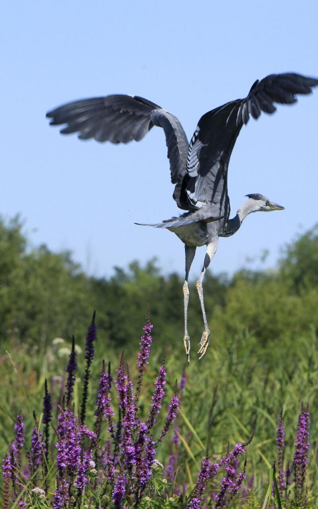 Saint-Quentin, Marais d'Isle envol d'un héron sortie nature avec le guide nature David Lacave © CRTC Hauts-de-France - Anne-Sophie Flament