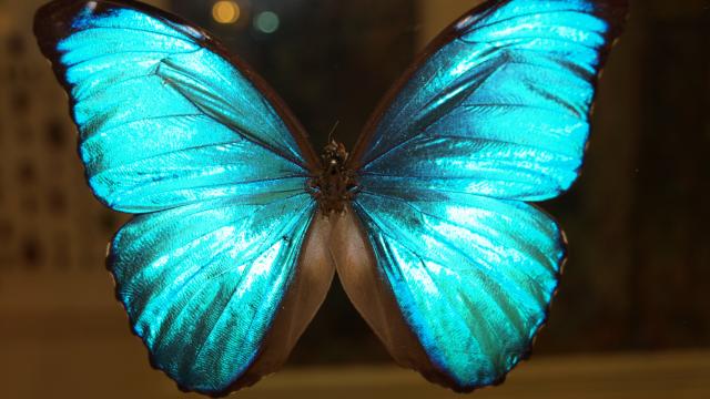 Saint-Quentin_Musée des Papillons_Morpho Nestira © CRTC Hauts-de-France - Ville de Saint-Quentin - Musée des Papillons