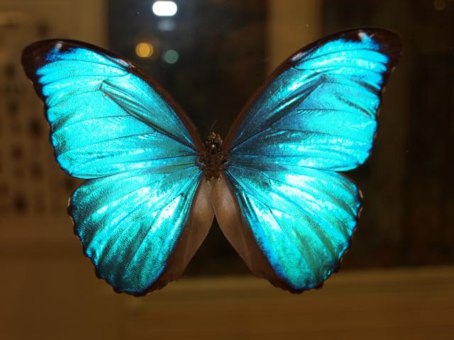 Northern France, Saint-Quentin, Musée des Papillons (butterflies museum) © CRTC Hauts-de-France - Ville de Saint-Quentin - Musée des Papillons