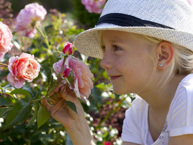 Kind riecht an duftender Rose in den Gärten von Valloires, Argoules, Nordfrankreich. Copyright: CRTC Hauts-de-France - Anne-Sophie FLAMENT