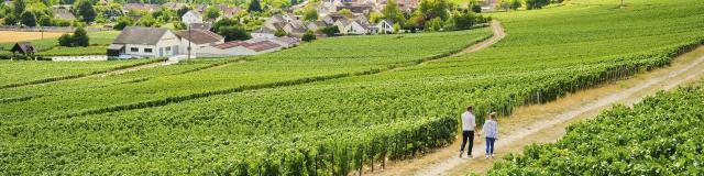 Aisne _ Randonnée dans le vignoble de champagne © CRTC Hauts-de-France - Vincent Colin