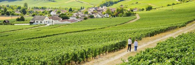 Aisne _ Randonnée dans le vignoble de champagne © CRTC Hauts-de-France - Vincent Colin