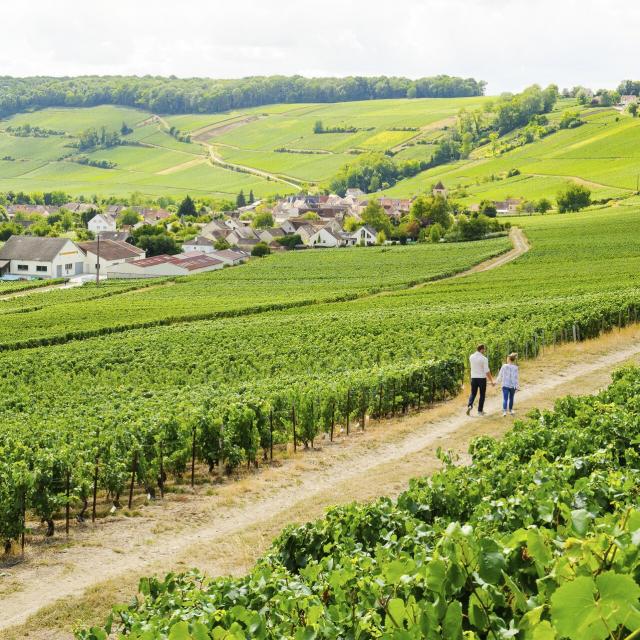 Aisne _ Randonnée dans le vignoble de champagne © CRTC Hauts-de-France - Vincent Colin