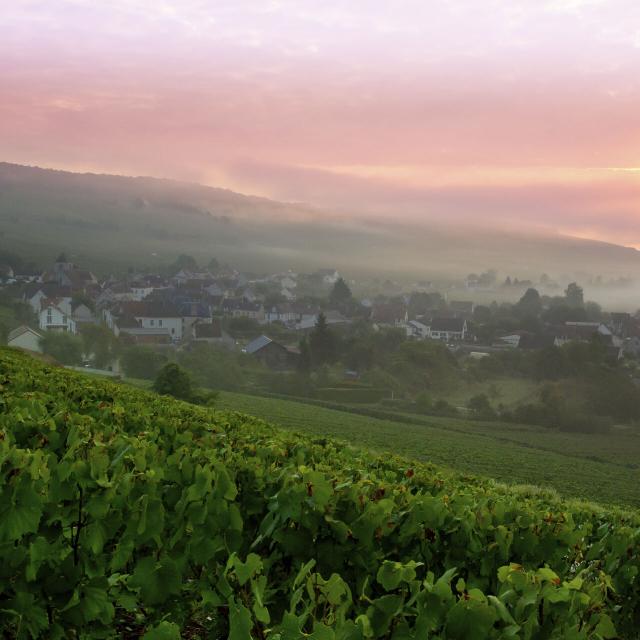 Northern France _ Azy-sur-Marne _ Vineyard © CRTC Hauts-de-France - Anne-Sophie Flament