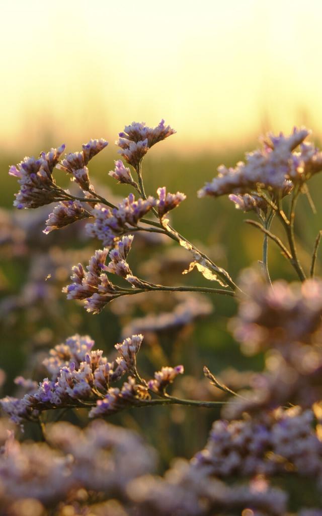 Northern France _ Bay of Somme _ Limonium vulgare or common sea-lavender ©CRTC Hauts-de-France -Jean-Luc Verbrugghe