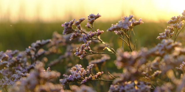 Northern France _ Bay of Somme _ Limonium vulgare or common sea-lavender ©CRTC Hauts-de-France -Jean-Luc Verbrugghe