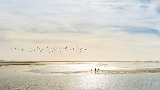 Wattwandern mit der Familie in der Bucht der Somme, Copyright: Benoit Bremer