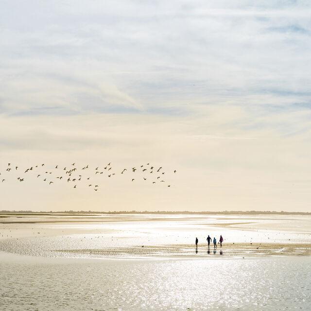 Baie de Somme_traversée de la baie à pied © Benoit Bremer