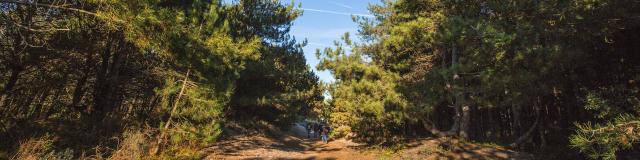 Le Touquet-Paris Plage _ Forêt de Pins © CRTC Hauts-de-France – Benoit Bremer