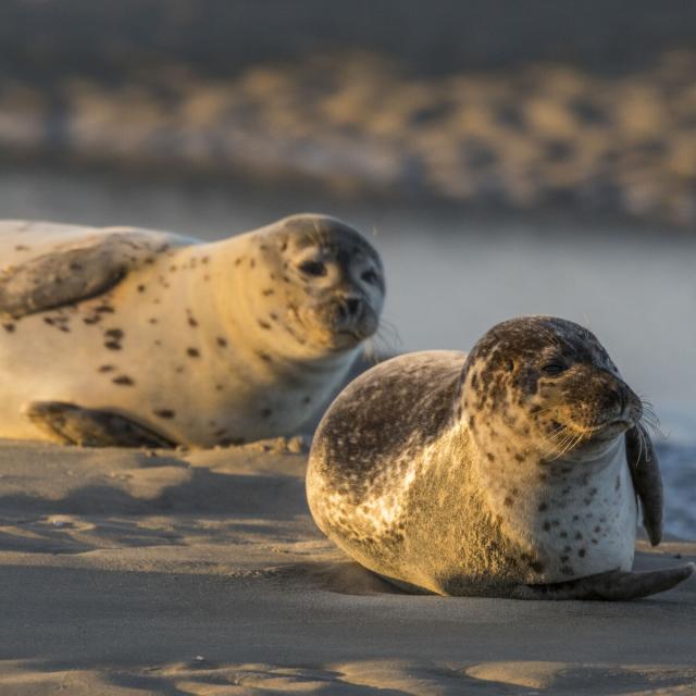 Berck-sur-Mer, Baie d'Authie_Phoques veaux-marins © CRTC Hauts-de-France - Stéphane Bouilland