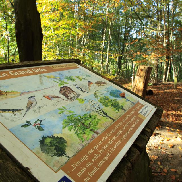 saint jans cappel, sentier des jacinthes