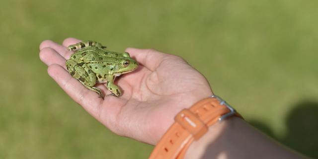 Jardin Monterelles_Grenouille © CRTC Hauts-de-France - Nicolas Bryant