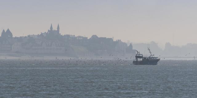 Les chalutiers du Hourdel en Baie de Somme se consacrent en grande partie à la pêche à la crevette grise. Lors de la remontée du chalut, un multitude de mouettes vient manger ce que les pêcheurs rejettent à l'eau. Saison : automne - Lieu :  Le Hourdel, Baie de Somme, Somme, Picardie, Hauts-de-France, France. The trawlers from 