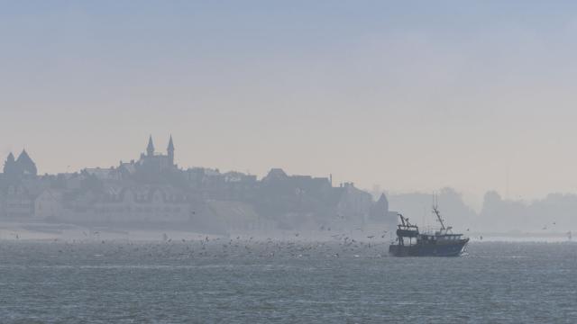 Les chalutiers du Hourdel en Baie de Somme se consacrent en grande partie à la pêche à la crevette grise. Lors de la remontée du chalut, un multitude de mouettes vient manger ce que les pêcheurs rejettent à l'eau. Saison : automne - Lieu :  Le Hourdel, Baie de Somme, Somme, Picardie, Hauts-de-France, France. The trawlers from 