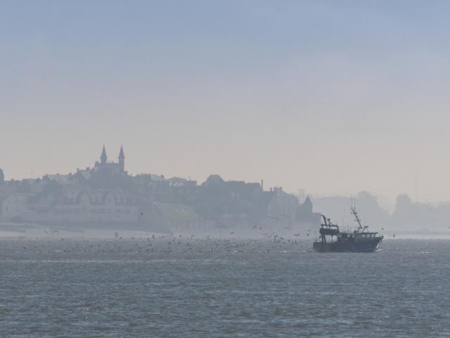 Les chalutiers du Hourdel en Baie de Somme se consacrent en grande partie à la pêche à la crevette grise. Lors de la remontée du chalut, un multitude de mouettes vient manger ce que les pêcheurs rejettent à l'eau. Saison : automne - Lieu :  Le Hourdel, Baie de Somme, Somme, Picardie, Hauts-de-France, France. The trawlers from 