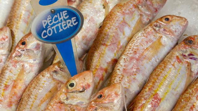 le touquet, le marché, poisson