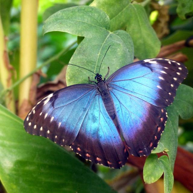 Marck_Jardin du Beau Pays_papillon morpho peleides© Jardin du Beau Pays_Pierre