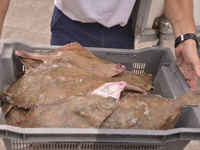 Northern France_ Plaice © CRTC HDF Nicolas Bryant