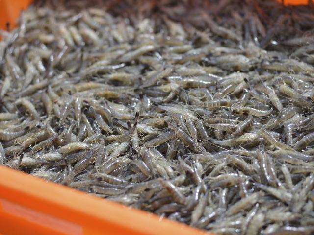 Northern France_ shrimps © CRTC HDF Nicolas Bryant