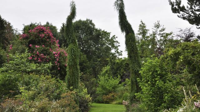 Penin _Reflets de Jardin_ les sequoia© Reflets de jardin