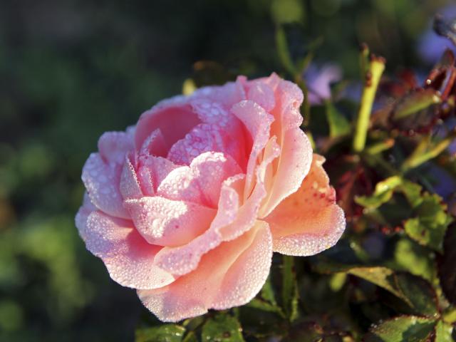 Rose © Crt Hauts de France_Comdesimages.com