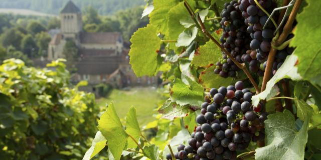 barzy sur marne_ vignoble de champagne _sud aisnechezy sur marne_ vendange de champagne© CRTC Hauts de France - Anne Sophie Flament