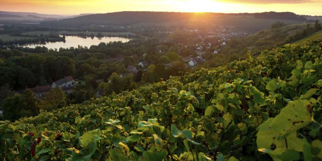 barzy sur marne_ vignoble de champagne _sud aisnechezy sur marne_ vendange de champagne© CRTC Hauts de France - Anne Sophie Flament