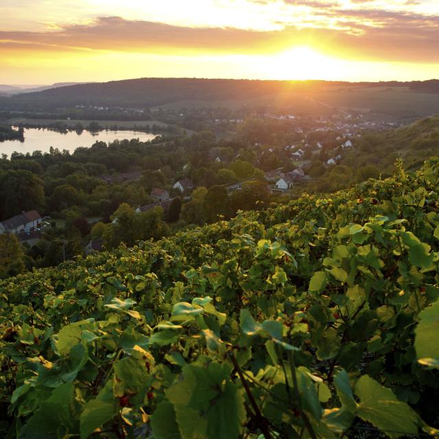 barzy sur marne_ vignoble de champagne _sud aisnechezy sur marne_ vendange de champagne© CRTC Hauts de France - Anne Sophie Flament