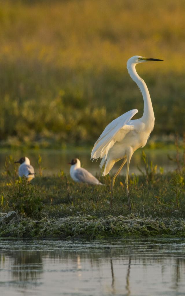 Baie de Somme _ Le Crotoy _ Festival de l'Oiseau - Aigrette ©CRT Hauts-de-France - Stéphane Bouilland