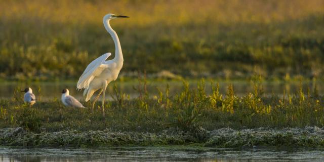 Baie de Somme _ Le Crotoy _ Festival de l'Oiseau - Aigrette ©CRT Hauts-de-France - Stéphane Bouilland