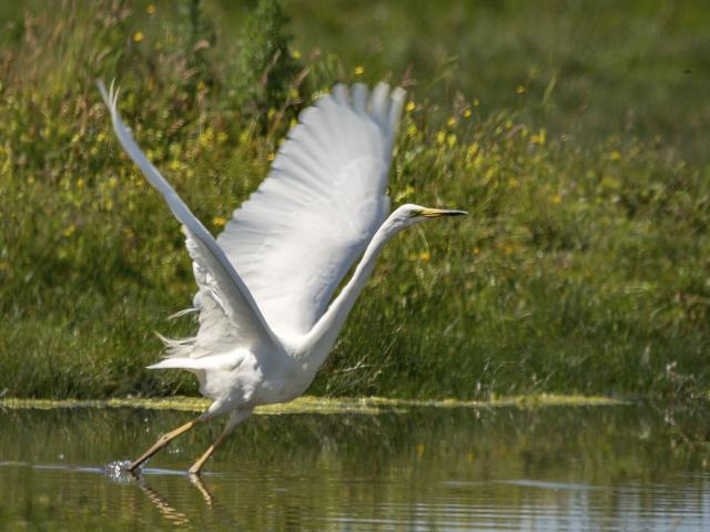 baie-de-somme-oiseau-crt-hauts-de-france-christian-huet2.jpg