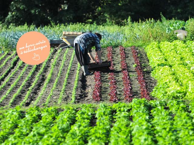 Salades Des Hortillonnages Nbryant Pastille