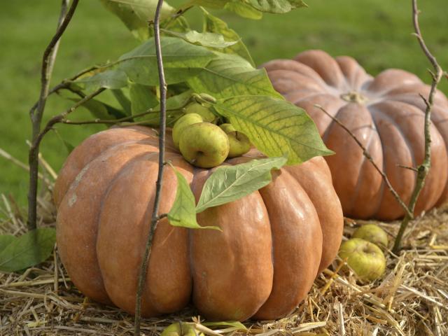 argoules---fruits-et-legumes-d-automne-dans-les-jardins-de-l-abbaye-de-valloires-crt-hauts-de-france-nicolas-bryant.jpg