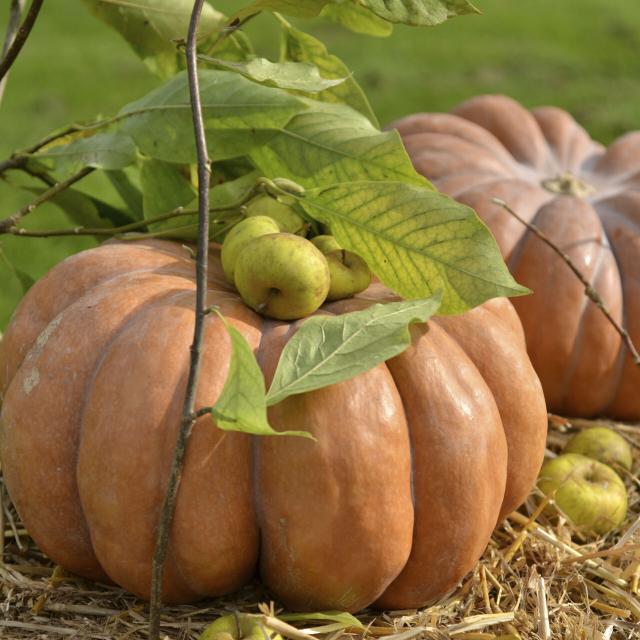 citrouille - Fruits Et Legumes D Automne Crt Hauts De France Nicolas Bryant