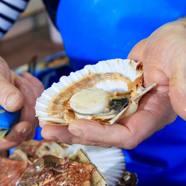 Le Tréport, Poissonnerie La Côte, Eddy HAGNERE