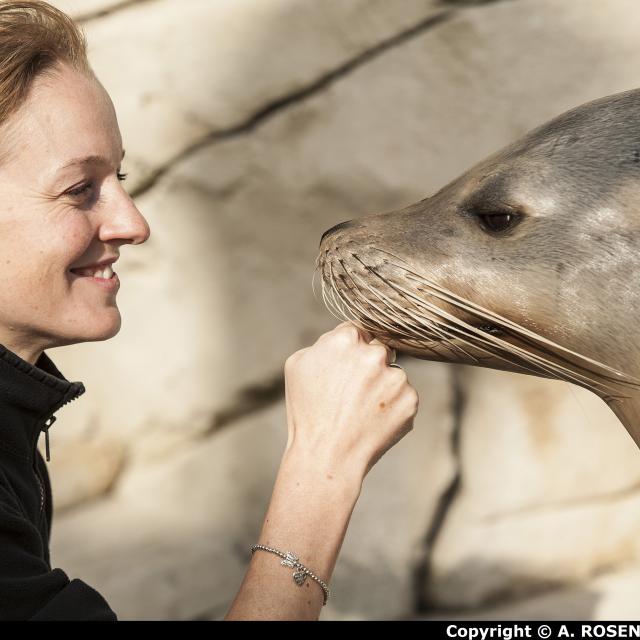 Nausicaa Soigneuse Aurélia Caron et un lion de mer © Alexis ROSENFELD