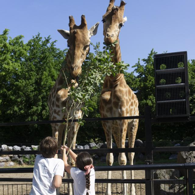 Maubeuge le zoo credits OT Avesnois