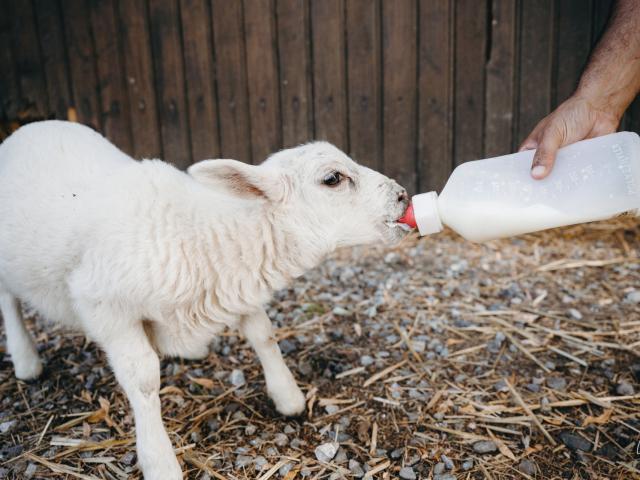 Ferme Pedago Au Pti Coin De Campagne Lucie Nicolas 4