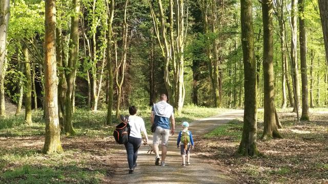 Foret Mormal dans l'Avesnois