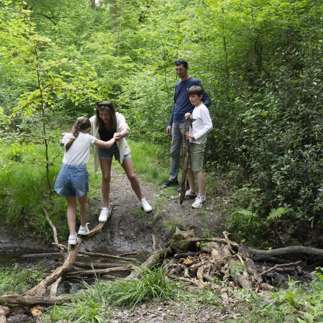 Forêt Mormal dans l'Avesnois