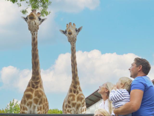 Maubeuge, le zoo crédits Hauts-de-France Tourisme_ Hikari